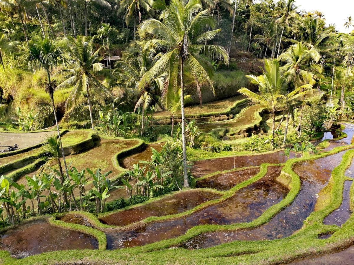 Taman Eden Cottage Ubud Eksteriør billede